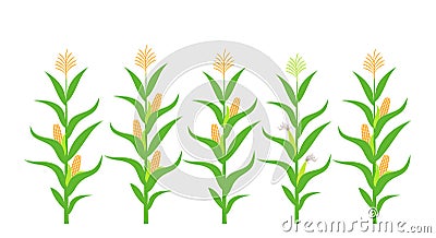 Field with corn. Isolated corn on white background Vector Illustration